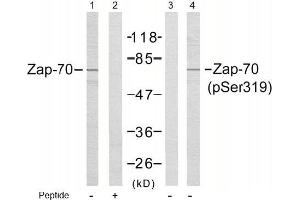 Image no. 1 for anti-zeta-Chain (TCR) Associated Protein Kinase 70kDa (ZAP70) (pTyr319) antibody (ABIN196884) (ZAP70 Antikörper  (pTyr319))