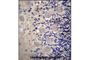 DRG1 Antibody (C-term) (ABIN656551 and ABIN2845813) immunohistochemistry analysis in formalin fixed and paraffin embedded human cerebellum tissue followed by DAB staining with peroxidase conjugation of the secondary antibody.