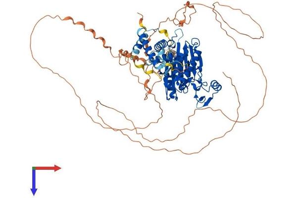 PPM1E Protein (AA 1-749) (His tag)