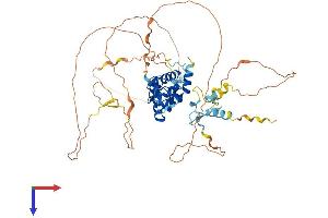 AIRE Protein (AA 1-552) (His tag)