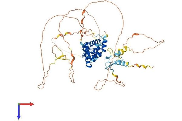 AIRE Protein (AA 1-552) (His tag)