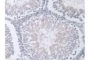 IHC-P analysis of Rat Testis Tissue, with DAB staining. (PPP2R4 Antikörper  (Regulatory Subunit 4))