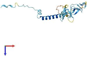 SIVA1 Protein (AA 1-175) (His tag)