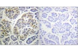 Immunohistochemistry analysis of paraffin-embedded human pancreas, using 14-3-3 thet/tau (Phospho-Ser232) Antibody. (14-3-3 theta Antikörper  (pSer232))