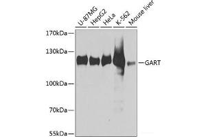Western blot analysis of extracts of various cell lines using GART Polyclonal Antibody at dilution of 1:1000. (GART Antikörper)