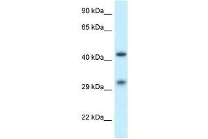 Western Blot showing SCARB2 antibody used at a concentration of 1 ug/ml against THP-1 Cell Lysate