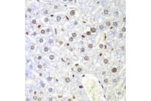 Immunohistochemistry (IHC) image for anti-Ubiquitin-Like with PHD and Ring Finger Domains 2, E3 Ubiquitin Protein Ligase (UHRF2) (AA 441-622) antibody (ABIN6149911)