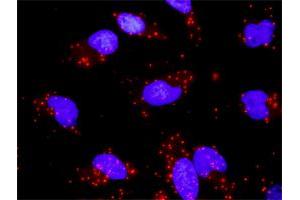Proximity Ligation Analysis of protein-protein interactions between DUSP4 and MAPK9. (DUSP4 Antikörper  (AA 1-394))
