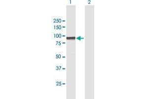 Western Blot analysis of WBP11 expression in transfected 293T cell line by WBP11 MaxPab polyclonal antibody. (WBP11 Antikörper  (AA 1-641))