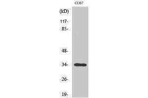 Western Blotting (WB) image for anti-Olfactory Receptor, Family 7, Subfamily A, Member 10 (OR7A10) (C-Term) antibody (ABIN3176643) (OR7A10 Antikörper  (C-Term))