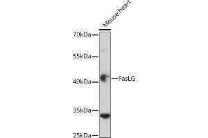 Western blot analysis of extracts of Mouse heart, using FasLG antibody (ABIN3020741, ABIN3020742, ABIN3020743, ABIN1512897 and ABIN6213701) at 1:500 dilution. (FASL Antikörper  (AA 100-200))