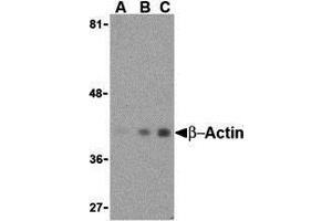 Western Blotting (WB) image for anti-Actin, beta (ACTB) (N-Term) antibody (ABIN1031270) (beta Actin Antikörper  (N-Term))