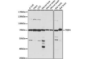 Western blot analysis of extracts of various cell lines, using TRIP4 antibody (ABIN7270824) at 1:1000 dilution. (TRIP4 Antikörper  (AA 282-581))