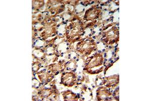 Formalin-fixed and paraffin-embedded kidney tissue reacted with GS Antibody (C-term), which was peroxidase-conjugated to the secondary antibody, followed by DAB staining. (GMP Synthase Antikörper  (C-Term))
