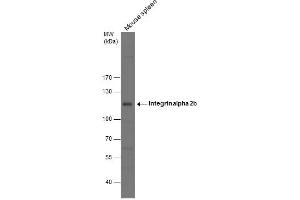 WB Image Mouse tissue extract (50 μg) was separated by 7. (Integrin Alpha2b Antikörper  (Internal Region))