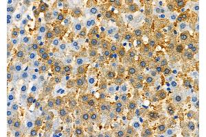 ABIN6263514 and ABIN6277335 at 1/100 staining Rat liver tissue by IHC-P. (NAP1L1 Antikörper  (C-Term))