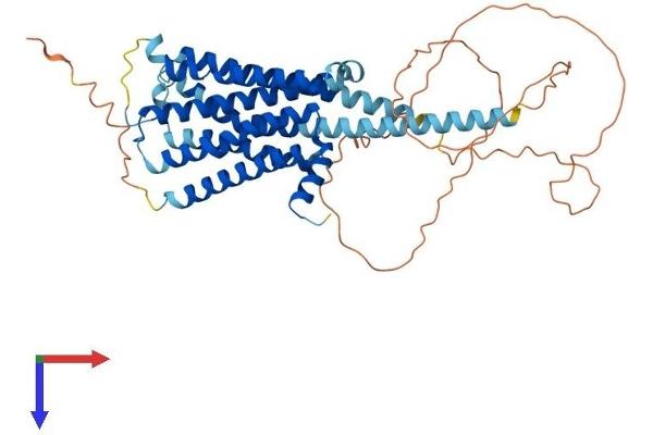 HRH1 Protein (AA 1-487) (His tag)