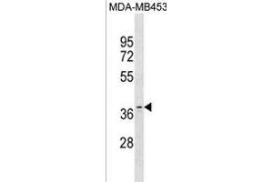 OR11A1 Antibody (C-term) (ABIN1881596 and ABIN2838712) western blot analysis in MDA-M cell line lysates (35 μg/lane). (OR11A1 Antikörper  (C-Term))
