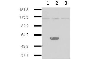 Western Blot of Mouse Anti-IDO2 antibody. (IDO2 Antikörper)