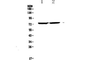 Western blot analysis of Egr1 using anti-Egr1 antibody . (EGR1 Antikörper  (AA 239-327))