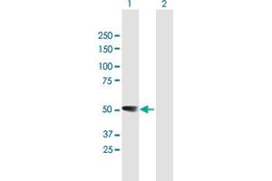 Western Blot analysis of RBMS1 expression in transfected 293T cell line by RBMS1 MaxPab polyclonal antibody. (RBMS1 Antikörper  (AA 1-406))