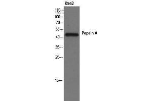 Western Blotting (WB) image for anti-Pepsin A (Internal Region) antibody (ABIN3186390) (Pepsin A Antikörper  (Internal Region))