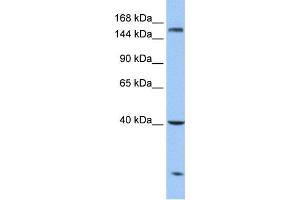 Western Blotting (WB) image for anti-Carboxypeptidase D (CPD) antibody (ABIN2459689) (CPD Antikörper)