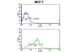 Flow Cytometry (FACS) image for anti-ADAM Metallopeptidase Domain 9 (ADAM9) antibody (ABIN3003209)