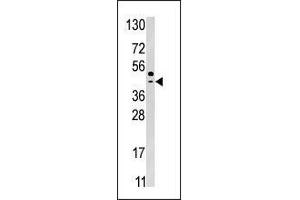 Western blot analysis of anti-SEPSH2 Pab in HepG2 cell line lysate (35 µg/lane). (SEPHS2 Antikörper  (Middle Region))