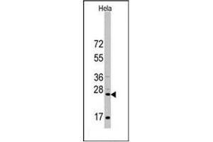Image no. 2 for anti-CD8 (CD8) (AA 66-96), (N-Term) antibody (ABIN356887) (CD8 Antikörper  (N-Term))