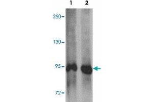 Western blot analysis of SYNPO in rat brain tissue lysate with SYNPO polyclonal antibody  at (1) 1 and (2) 2 ug/mL. (SYNPO Antikörper  (C-Term))
