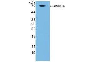 Detection of Recombinant PAR4, Human using Polyclonal Antibody to Protease Activated Receptor 4 (PAR4) (F2RL3 Antikörper  (AA 48-385))
