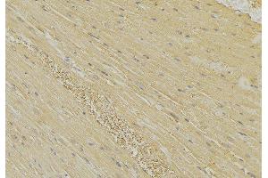 ABIN6274153 at 1/100 staining Mouse muscle tissue by IHC-P. (HEXB Antikörper  (C-Term))
