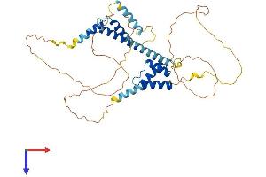 MEIS1 Protein (AA 1-390) (His tag)