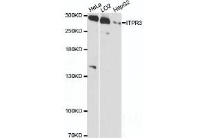 Western blot analysis of extracts of various cell lines, using ITPR3 antibody (ABIN6293224) at 1:3000 dilution. (ITPR3 Antikörper)