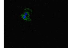 Immunofluorescent analysis of Hela cells using ABIN7152505 at dilution of 1:100 and Alexa Fluor 488-congugated AffiniPure Goat Anti-Rabbit IgG(H+L) (FBXW5 Antikörper  (AA 265-494))