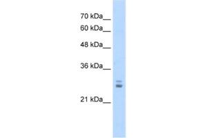 Western Blotting (WB) image for anti-Potassium Channel Tetramerisation Domain Containing 11 (KCTD11) antibody (ABIN2461177)