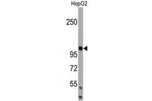 Western blot analysis of BRA1 Antibody (N-term) in HepG2 cell line lysates (35 μg/lane). (AMBRA1 Antikörper  (N-Term))
