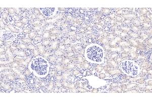 Detection of PIGR in Bovine Kidney Tissue using Polyclonal Antibody to Polymeric Immunoglobulin Receptor (PIGR) (PIGR Antikörper  (AA 250-341))