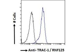 ABIN185241 Flow cytometric analysis of paraformaldehyde fixed HeLa cells (blue line), permeabilized with 0.