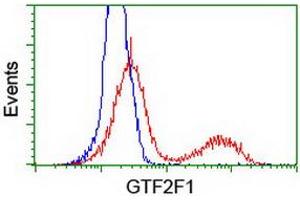 HEK293T cells transfected with either RC201294 overexpress plasmid (Red) or empty vector control plasmid (Blue) were immunostained by anti-GTF2F1 antibody (ABIN2454915), and then analyzed by flow cytometry. (GTF2F1 Antikörper)