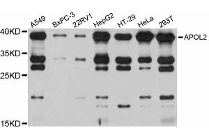 Western blot analysis of extracts of various cell lines, using APOL2 antibody (ABIN6290020) at 1:1000 dilution. (Apolipoprotein L 2 Antikörper)