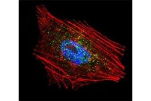 Confocal immunofluorescent analysis of Parkin antibody with NCI-H460 cells followed by Alexa Fluor 488-conjugated goat anti-rabbit lgG (green).