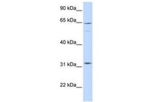 Image no. 1 for anti-rho GTPase Activating Protein 25 (ARHGAP25) (AA 504-553) antibody (ABIN6741448) (ARHGAP25 Antikörper  (AA 504-553))