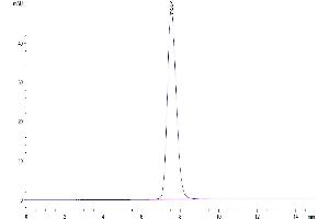 The purity of Human FGFR2 beta (IIIb) Domain is greater than 95 % as determined by SEC-HPLC.