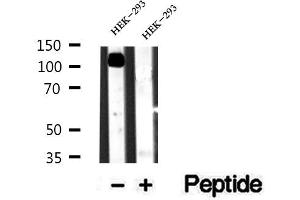 Western blot analysis of extracts of HEK-293 cells, using alpha Adaptin antibody.