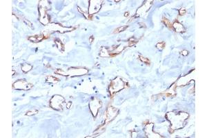Formalin-fixed, paraffin-embedded human tonsil stained with CD34 Mouse Monoclonal Antibody (QBEnd/10). (CD34 Antikörper)
