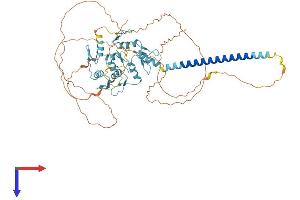ZNF384 Protein (AA 1-577) (His tag)