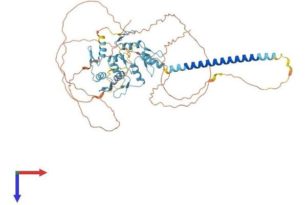 ZNF384 Protein (AA 1-577) (His tag)