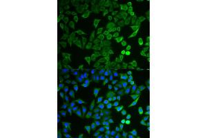 Immunofluorescence analysis of HeLa cells using NPRL2 antibody (ABIN5973470). (NPRL2 Antikörper)